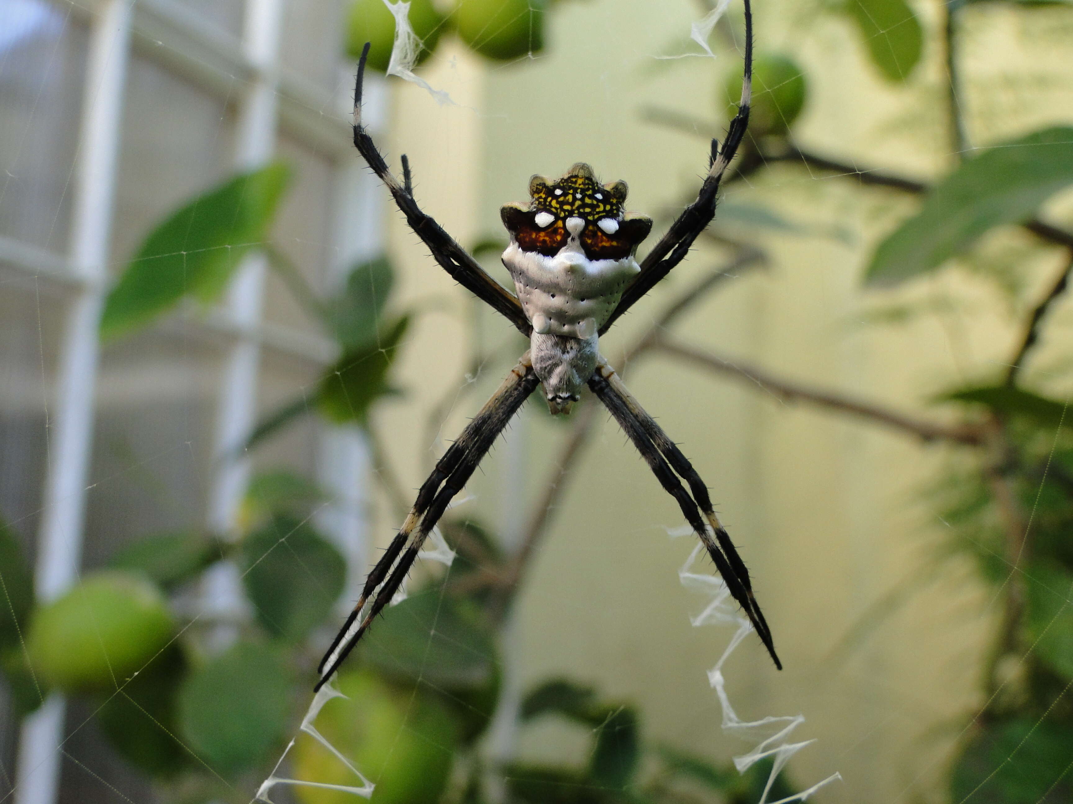 Image of Silver Argiope