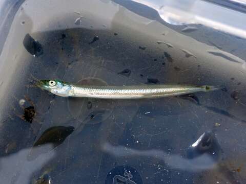 Image of Lesser Sand-eel