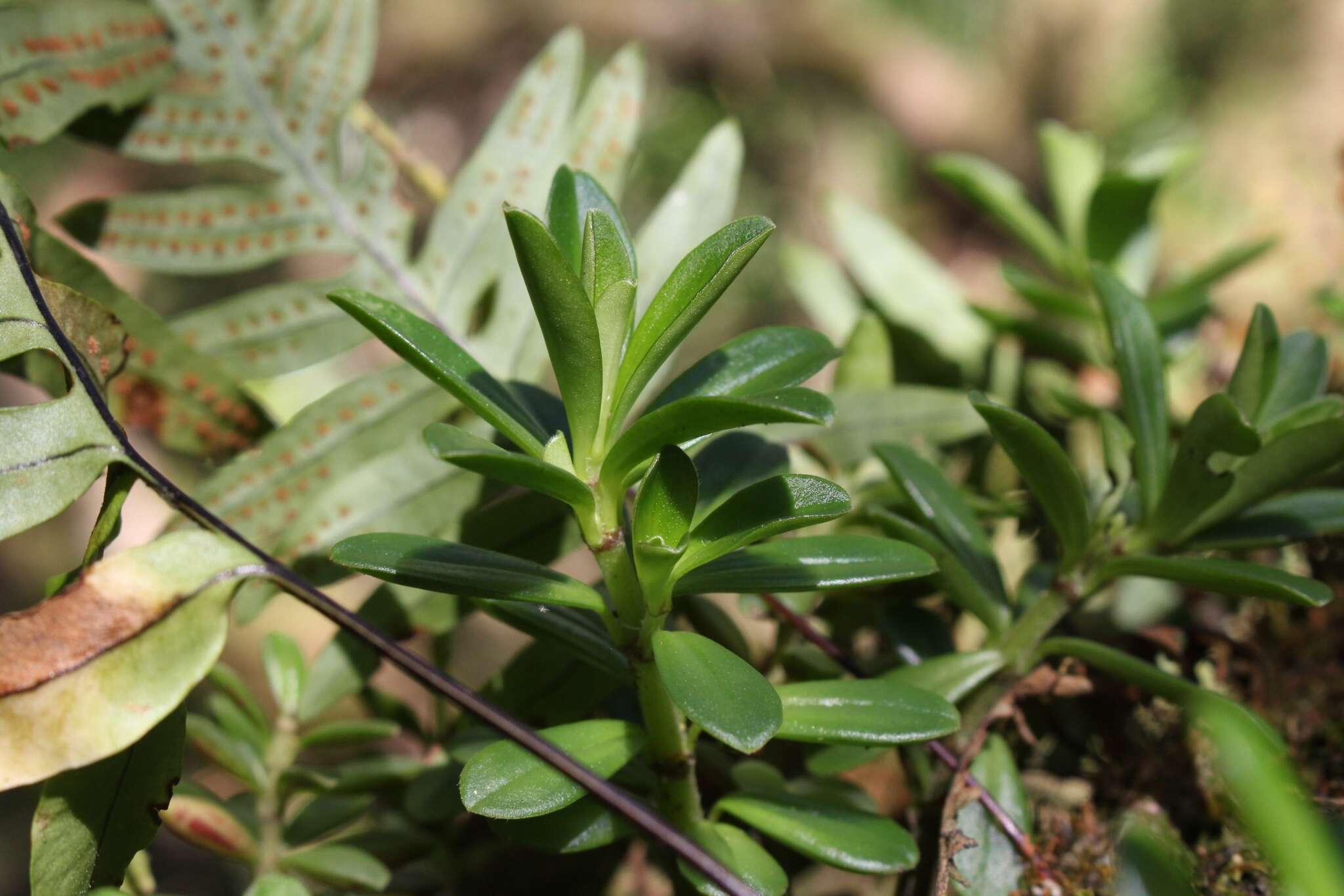 Image of Peperomia olivacea C. DC.