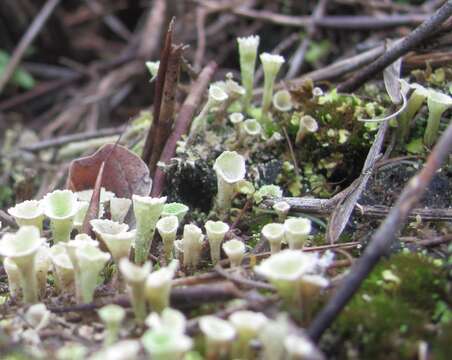 Image of cup lichen