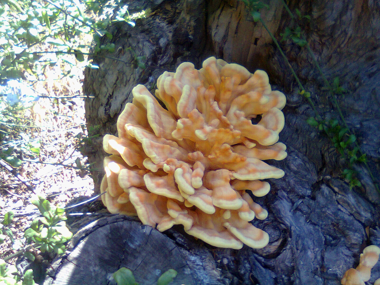 Image of Bracket Fungus