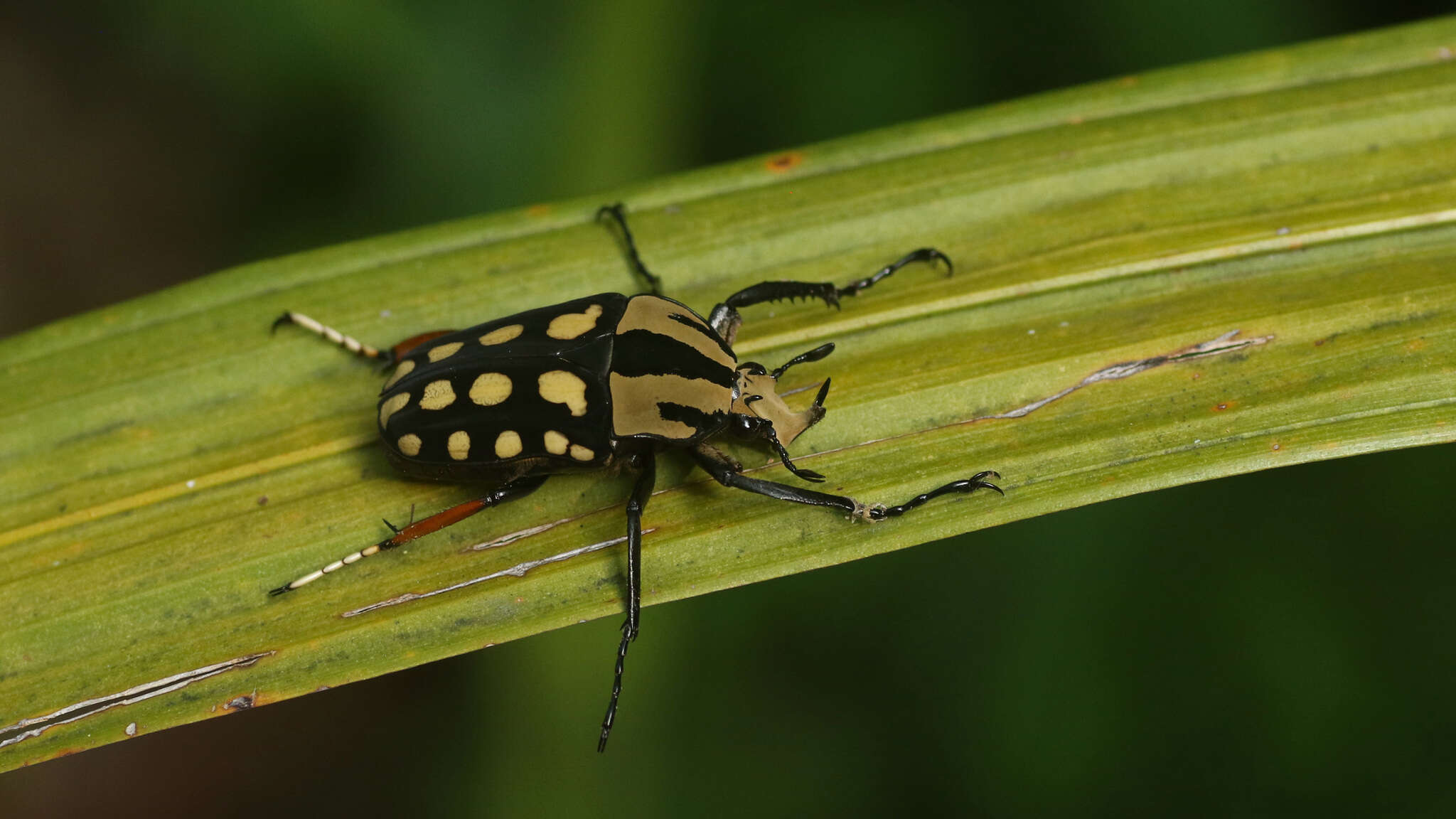 Image of Mecynorhina (Amaurodes) passerinii (Westwood 1843)