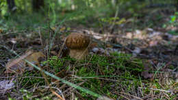 Image of summer cep