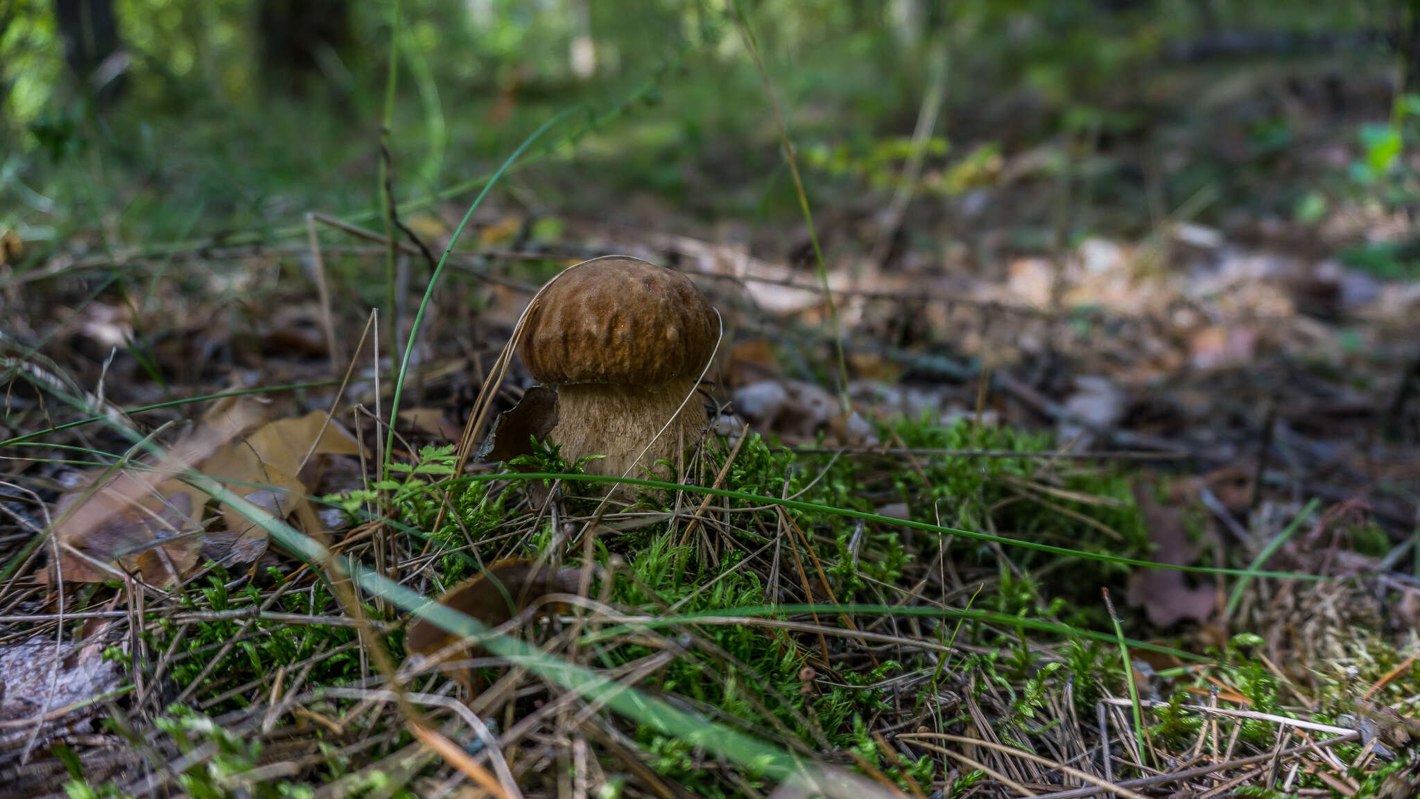 Imagem de Boletus reticulatus Schaeff. 1774