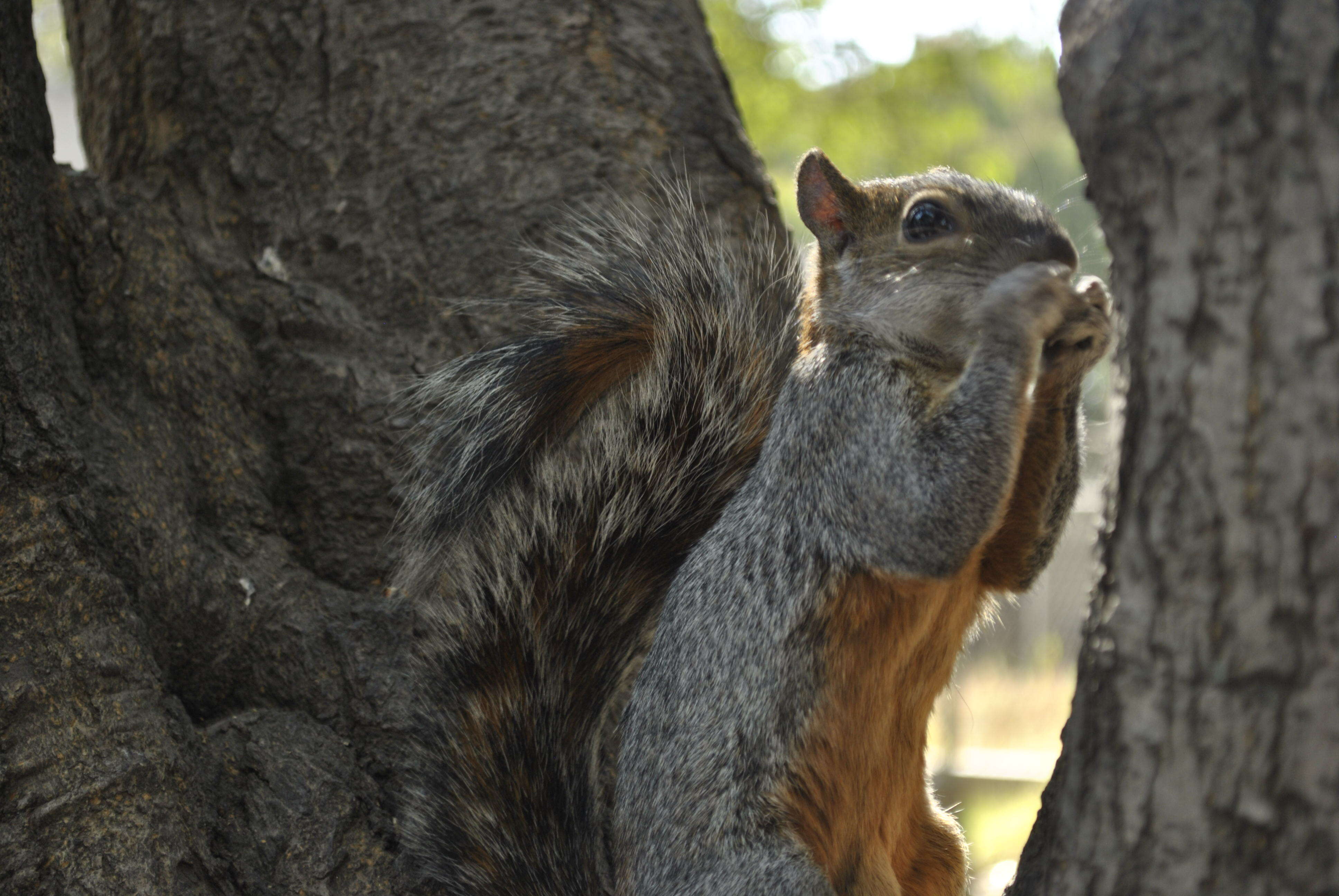 Image of Sciurus subgen. Sciurus Linnaeus 1758