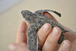 Image of Leatherback sea turtle