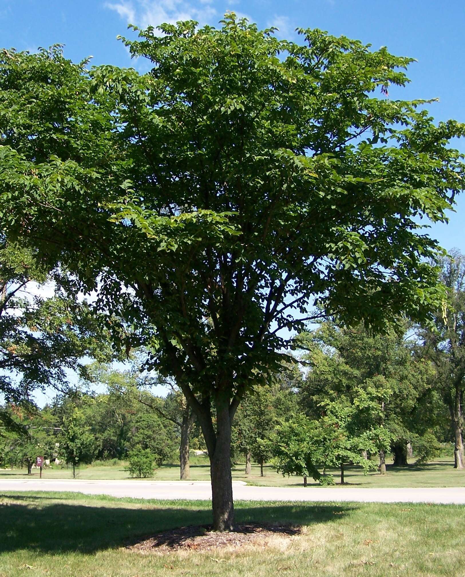 Image of Ulmus laciniata (Trautv.) Mayr