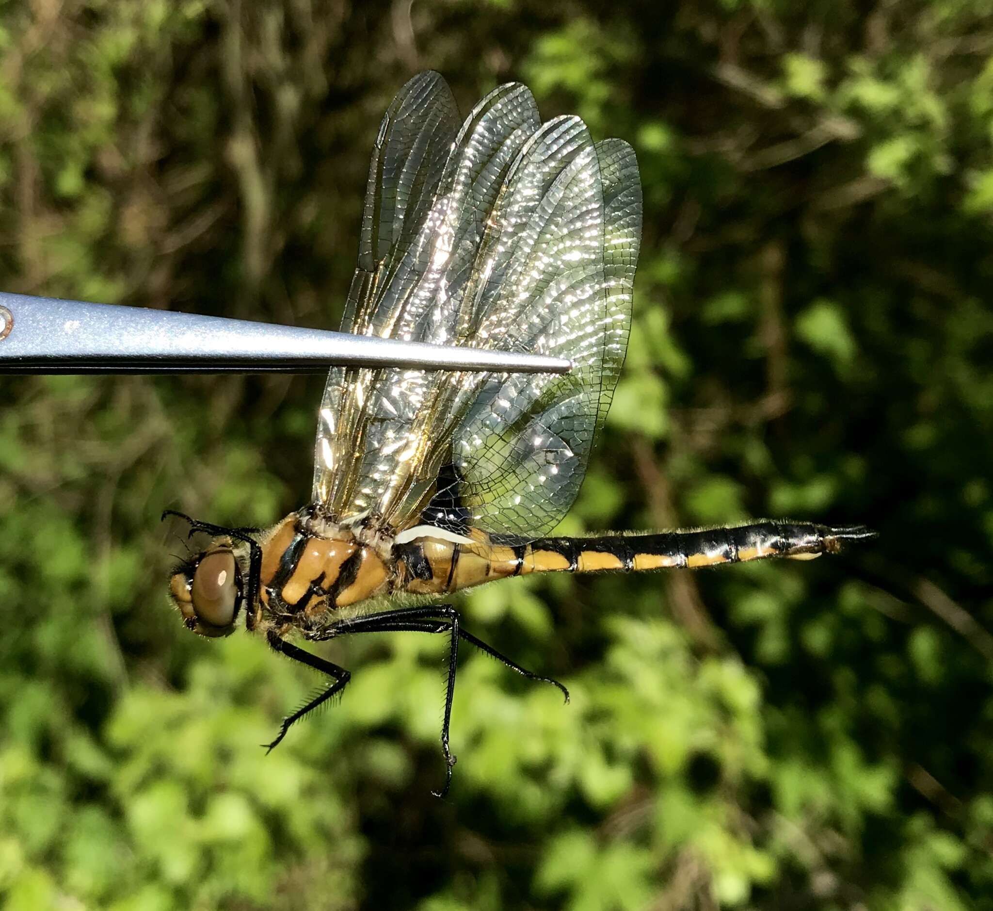 Image of eurasian baskettail