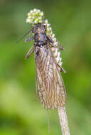 Perlodes microcephalus (Pictet & F. J. 1833) resmi