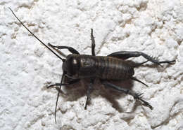 Image of Field cricket