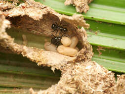 Image de Polyrhachis mucronata Smith 1859