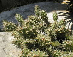 Opuntia fragilis (Nutt.) Haw. resmi