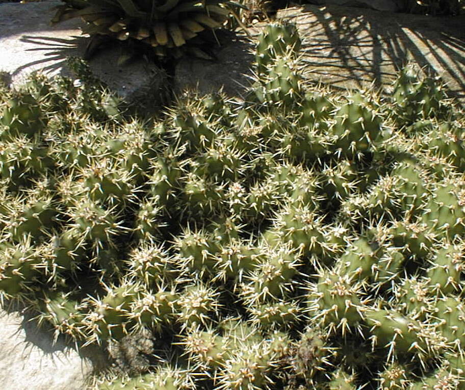 Image of Brittle Cactus