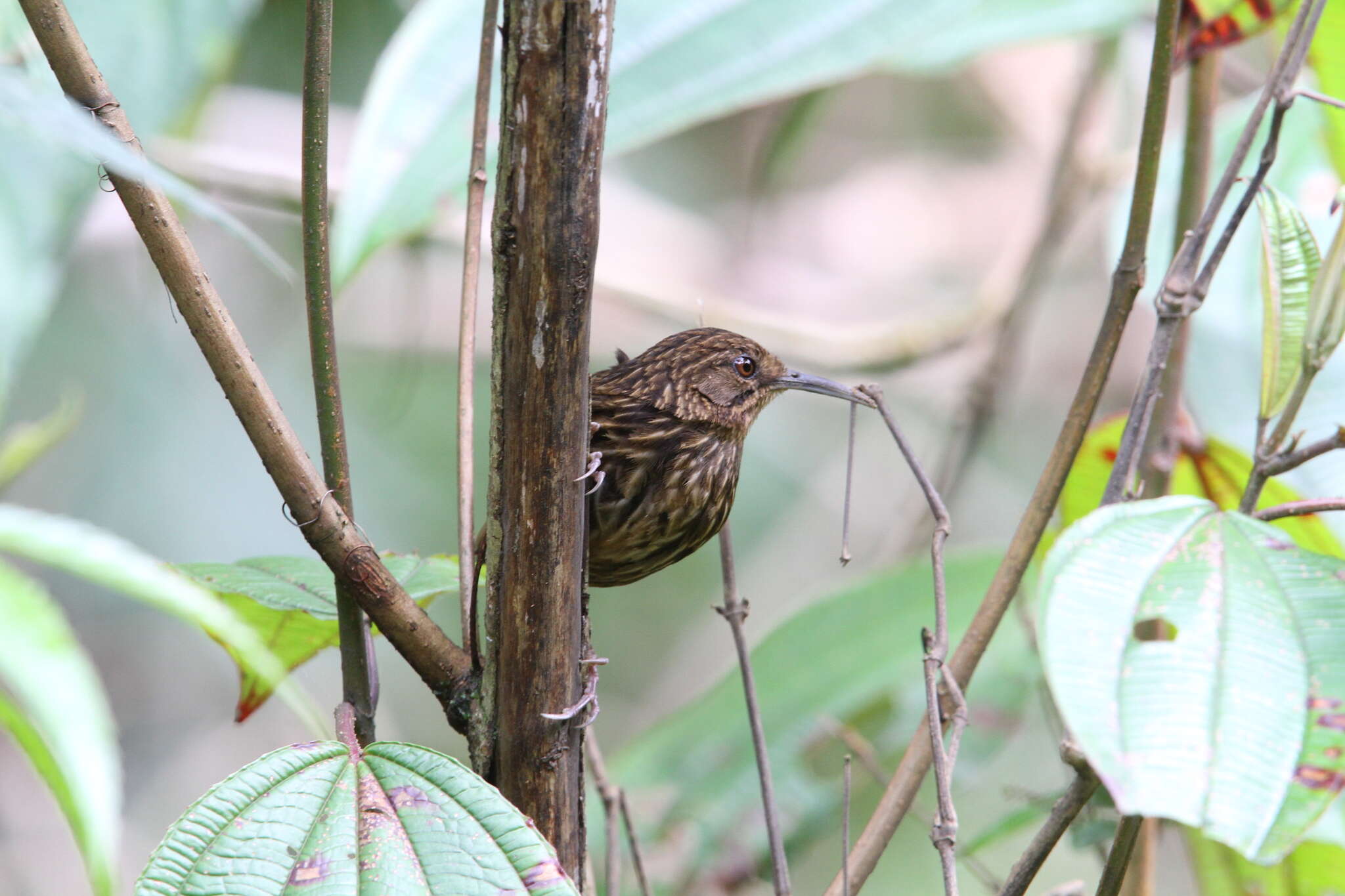 Image of Long-billed Wren-Babbler