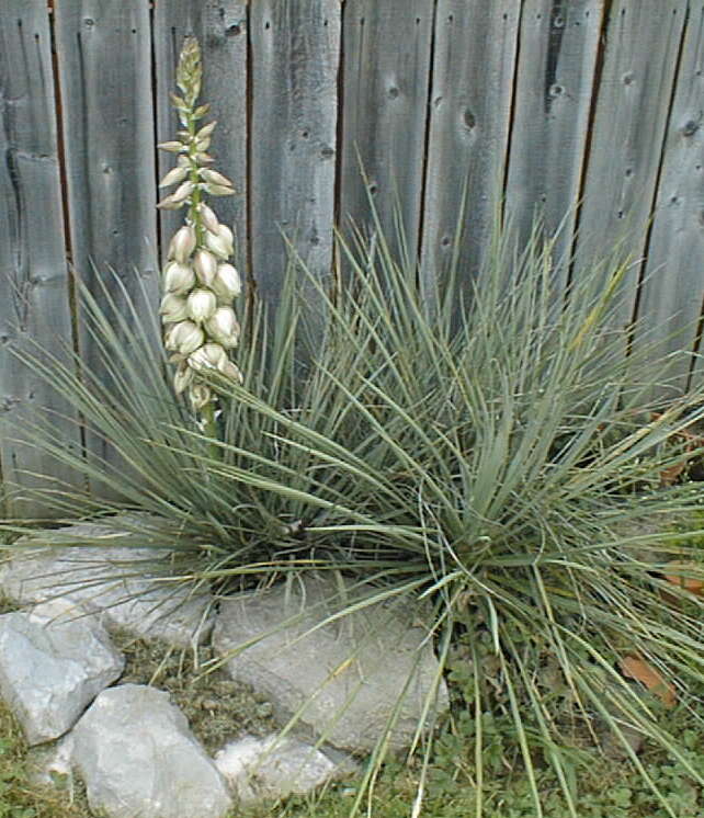 Sivun Yucca glauca Nutt. kuva