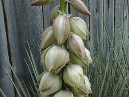 Image of soapweed yucca