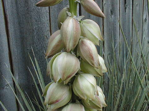 Sivun Yucca glauca Nutt. kuva