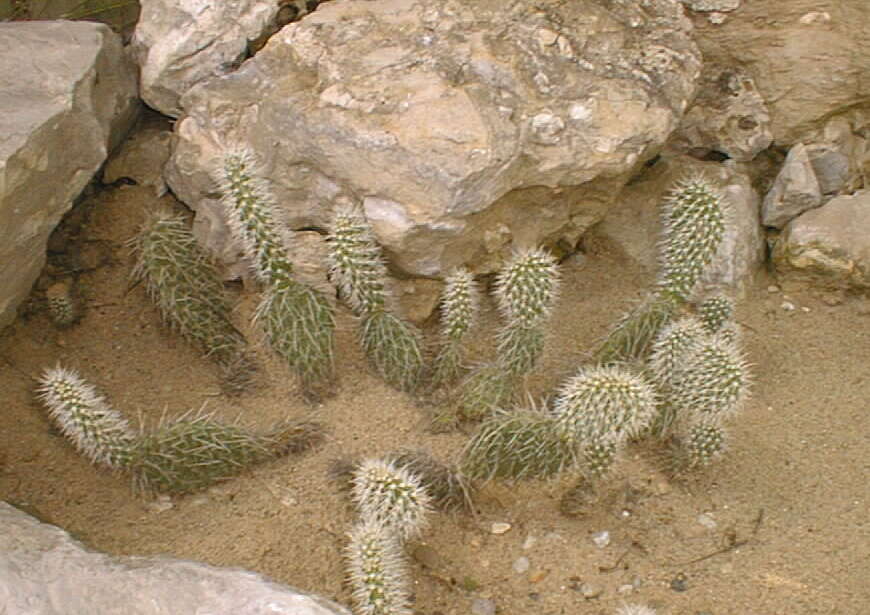 Image of Panhandle Prickly-pear