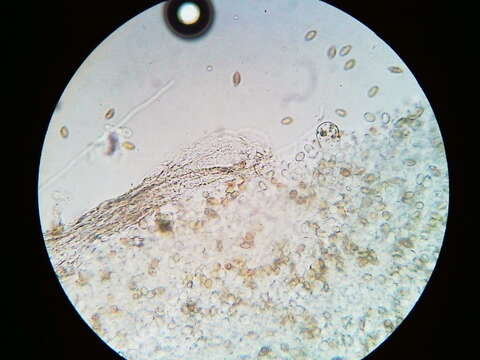 Image of Agrocybe flexuosipes (Peck) Beker & U. Eberh.