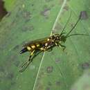 Image of Ichneumon annulatorius Fabricius 1775