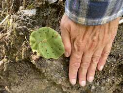 Image of Begonia motozintlensis Burt-Utley & Utley