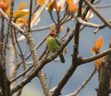 Image of Golden-throated Barbet