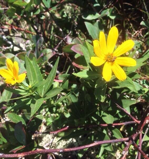 صورة Coreopsis major Walt.