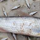 Image of Flathead chub