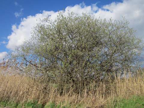 Imagem de Salix cinerea L.