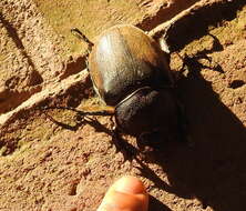 Image of Megasoma nogueirai Morón 2005