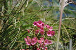 Image of Begonia micranthera Griseb.