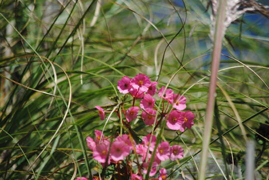 Image of Begonia micranthera Griseb.