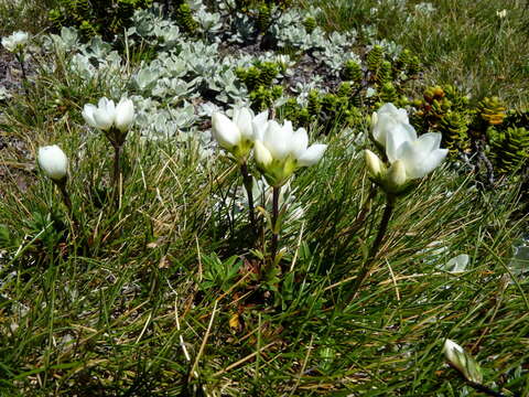 Imagem de Gentianella vernicosa (Cheeseman) T. N. Ho & S. W. Liu