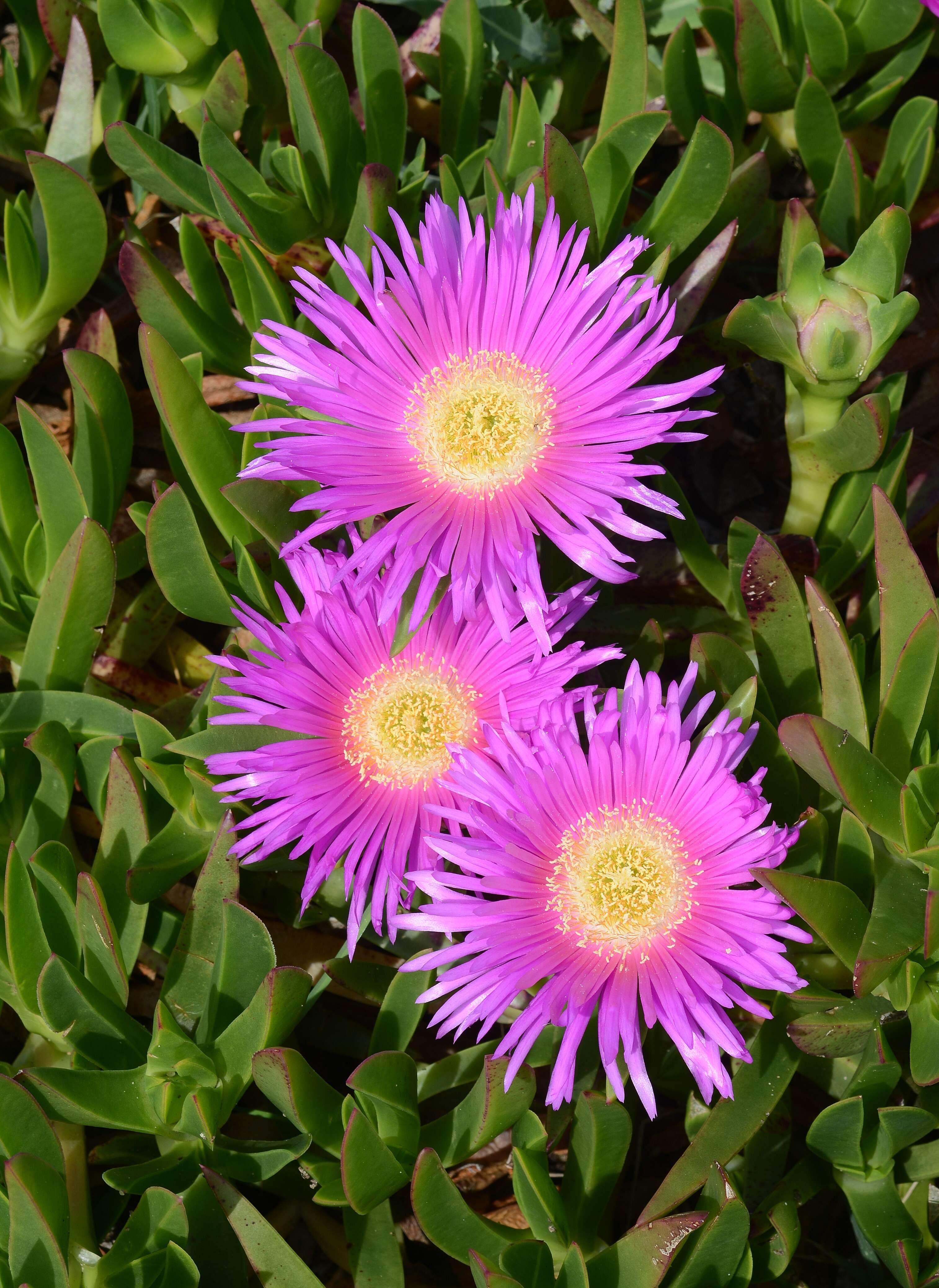 Image of Ice Plants