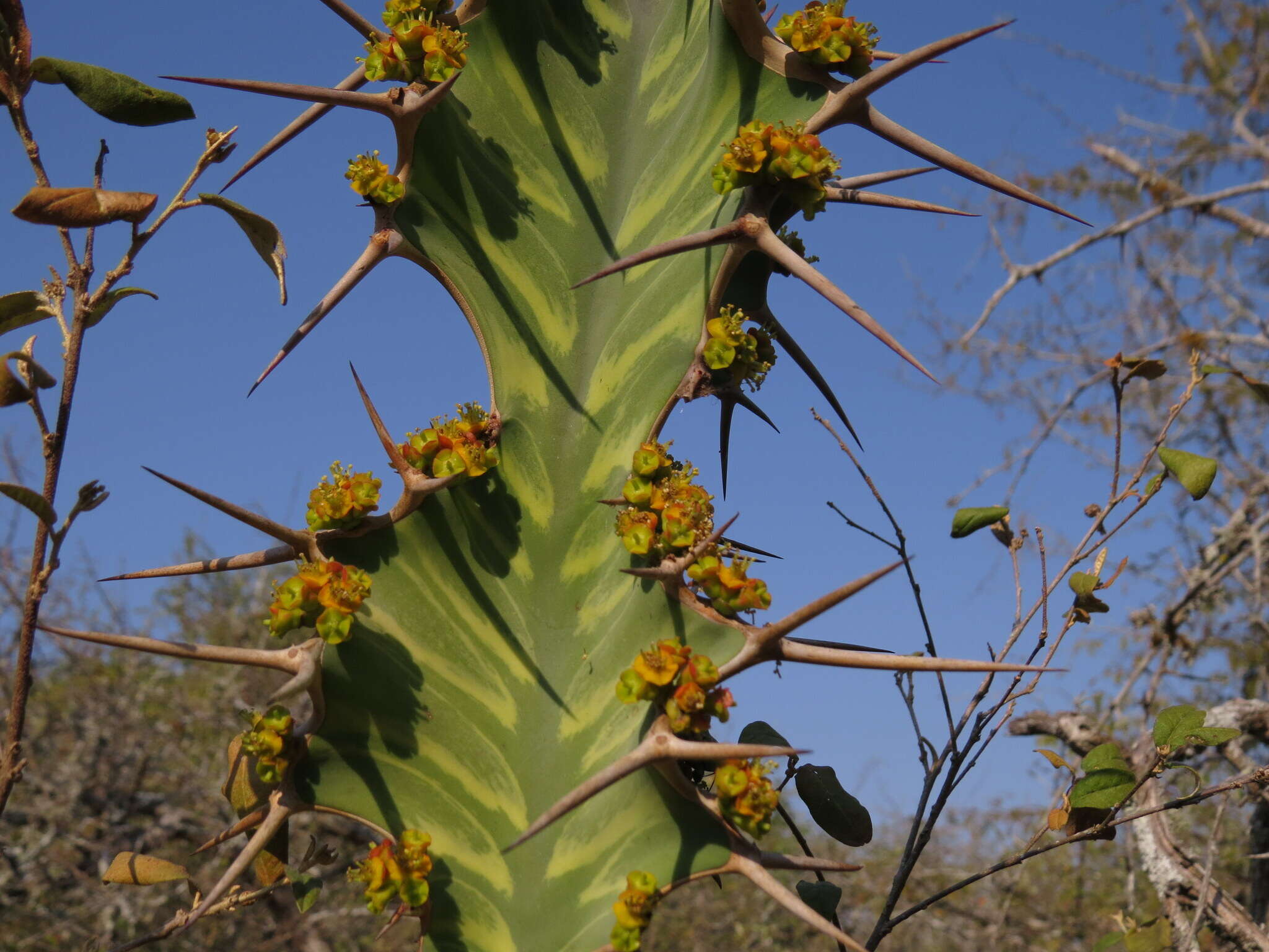 Image of Bigthorn Euphorbia