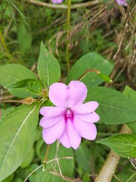 Image of Broad-petaled Balsam