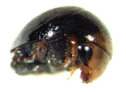 Image of Cybocephalidae