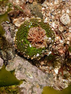 Anthopleura fuscoviridis Carlgren 1949 resmi