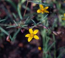 Image of fivebract chinchweed