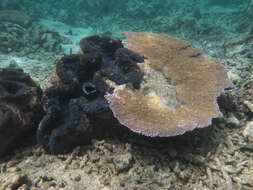 Image of Giant Clam