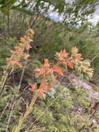 Image of Echeveria paniculata A. Gray