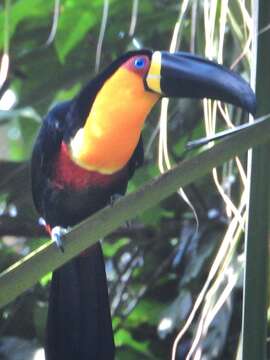 Image of Ramphastos vitellinus ariel Vigors 1826