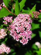 Image of Japanese meadowsweet