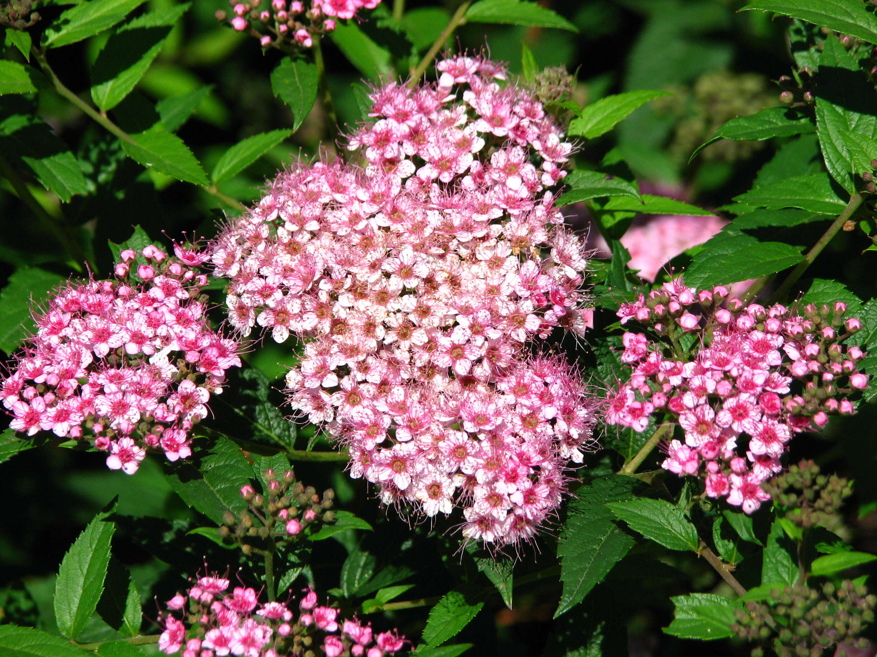 Image of Japanese meadowsweet