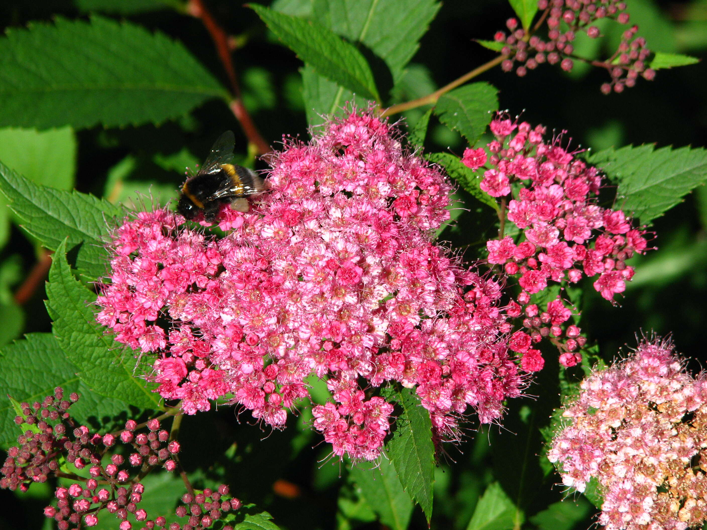 Image of Japanese meadowsweet