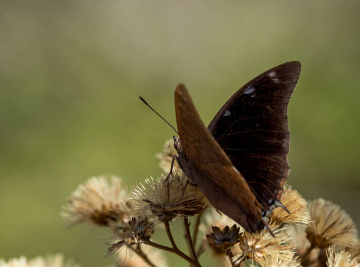 Imagem de Charaxes vansoni Van Someren 1957