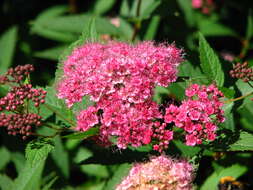 Image of Japanese meadowsweet