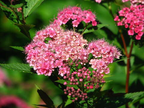 Image of Japanese meadowsweet