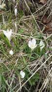 Image of dutch crocus, spring crocus