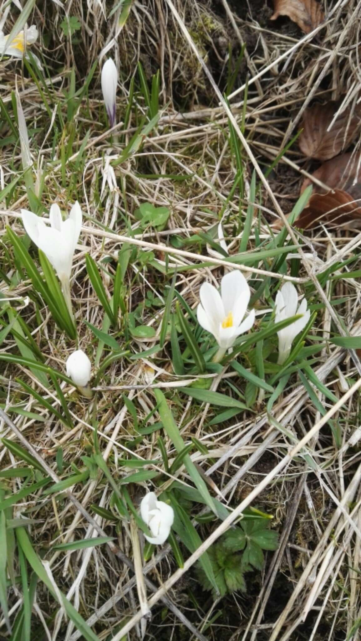 Image of dutch crocus, spring crocus